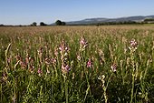 Field of common sainfoin in bloom in Provence France