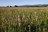 Field of common sainfoin in bloom in Provence France