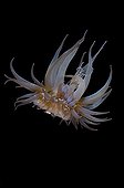 Sea anemone in open water Tuamotu