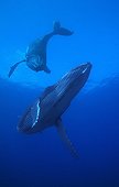 Humpback whales swimming the Austral Islands