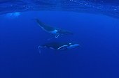 Humpback whales swimming near the surface Austral Islands