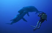 Diver observing Humpback whales Austral Islands