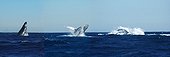 Humpback whale jumping Austral Islands