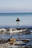 Release of a loggerhead turtle fitted with a tag France ; After 7 months at Cestmir (Centre for Study and Care for Marine Turtles of the aquarium of La Rochelle),Chacahé a loggerhead turtle found freedom 