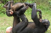 Female Gracile Chimpanzee playing with his young Congo