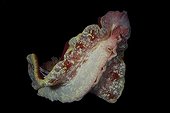 Spanish dancer swimming Mozambique