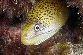 Undulated moray out of its hole Tuamotu