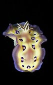 Sea slug swimming Tuamotu