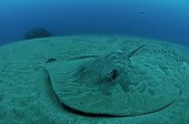 Common Stingray on sandy bottom Indian Ocean South Africa