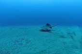 Common Stingray on sandy bottom Indian Ocean South Africa