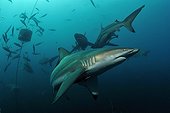 Blacktip Sharks swimming Indian Ocean South Africa
