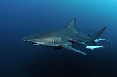 Blacktip Shark with Remoras Indian Ocean South Africa