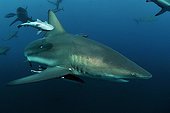 Blacktip Shark with Remora Indian Ocean South Africa