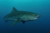 Tiger shark swimming Indian Ocean South Africa