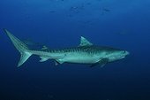 Tiger shark swimming Indian Ocean South Africa