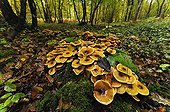Honey mushrooms in the undergrowth Touraine France