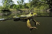Green Frog in water Prairies du Fouzon France 