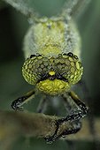 Dewy Club-tailed Dragonfly Prairies du Fouzon France 