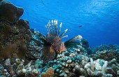 Red lionfish swimming near a reef Tuamotu Polynesia