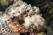 Poss's scorpionfish Tuamotu Polynesia