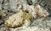 Camouflaged False stonefishes Tuamotu