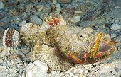 Camouflaged False stonefishe Tuamotu