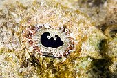 Eye of False stonefishe Tuamotu