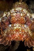 Portrait of Papuan scorpionfish Tuamotu