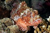 Papuan scorpionfish Tuamotu
