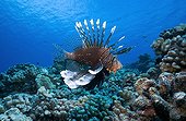 Red lionfish swimming near a reef Tuamotu