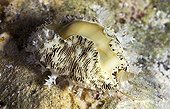 Cowrie crawling at night Tuamotu