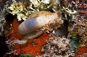 Eroded cowrie crawling at night Tuamotu