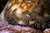 Reticulated Cowrie crawling at night Tuamotu