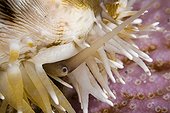 Tiger Cowrie crawling at night Tuamotu