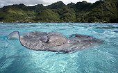 Pink Whipray swimming at the surface of water Moorea