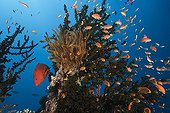 Lyretail Anthias in Coral Reef Namena Fidji