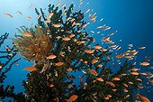 Lyretail Anthias in Coral Reef Namena Fidji
