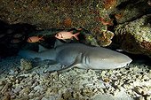 Tawny nurse shark resting in a cavity Tuamotu