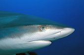 Portrait of a Silvertip shark Tuamotu