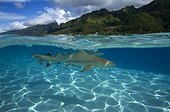 Blacktip reef shark swimming under the surface of water