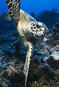 Hawksbill sea turtle swimming near a reaf Tuamotu Polynesia