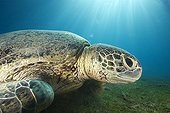 Green turtle on sea bottom Mayotte
