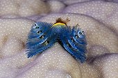 Blue Christmas Tree Worm Namena Marine Reserve Fiji