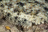 Flowery flounder in close-up Tuamotu Polynesia