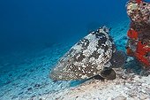 Malabar Grouper near coral reef Nagali Fidji
