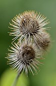 Hair with hooks of the Greater Burdock fruits France ; They cling to clothing biomimicry. This inspired the Swiss engineer Georges de Mestral for the creation of Velcro