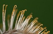 Detail of hair with hooks of Burdock fruits ; They cling to clothing biomimicry. This inspired the Swiss engineer Georges de Mestral for the creation of Velcro