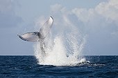 Tail Fin of Humpback Whale Dominican Republic