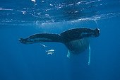Humpback Whale under surface Dominican Republic