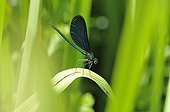 Beautiful Demoiselle male on the shores of Ognon France